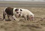 BOULEDOGUE AMERICAIN 148